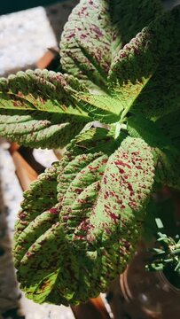 close up, Decorative Plants, Growing Plants, Indoor Plants