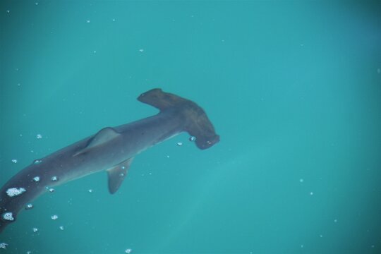 CR&Iacute;A DE TIBURON MARTILLO EN EL MAR DE TUMBES, PER&Uacute;.