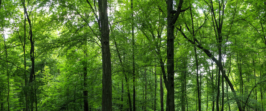Huge forest panorama. Big picture of trees