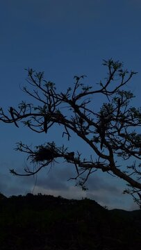 silhouette of birds at dusk, dusk, Birds in a tree, Birds, WILD bIRDS