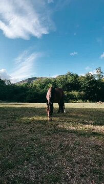 Pretty Horse In a Field, Horse, Brown Horse, Wild Horse, Animals, Horse eating in a Field, horse eating grass