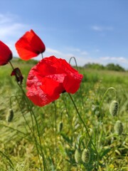 Fototapeta premium red poppy in the field