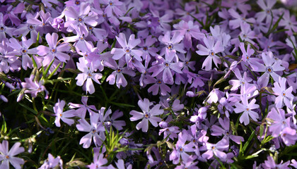 Purple flowers in the garden