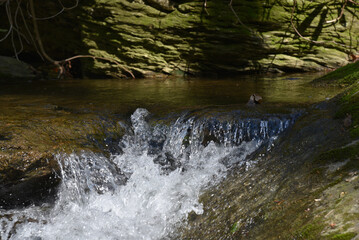 stream in the forest