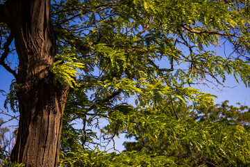 Trees and Sky