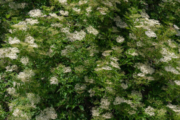 Selective focus of blooming Elderflower with green leaves, White flower of Sambucus on the tree, A species complex of flowering plants in the family Adoxaceae, Nature floral background.