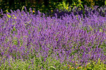 Fototapeta premium Selective focus of Nepeta grandiflora blue in the garden, Beautiful colorful purple flowers plant, A species of flowering plant in the mint family Lamiaceae, Nature floral pattern texture background.