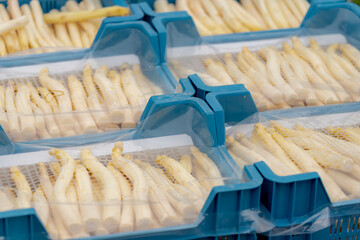 Selective focus of fresh Dutch white asparagus (Asperge) in blue basket on market stall, A perennial flowering plant species in the genus Asparagus, Its young shoots are used as a spring vegetable.