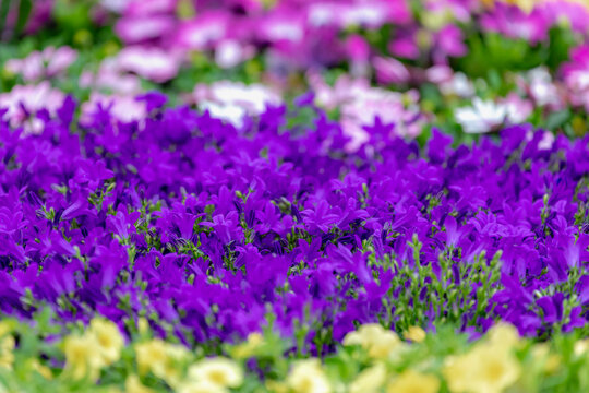 Selective focus of purple violet Campanula poscharskyana flower in garden, the Serbian bellflower or trailing bellflower, Its lavender-blue star-shaped flowers, Nature floral pattern background.