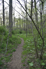 path in the woods