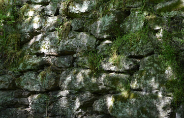 stone wall in the shady woods