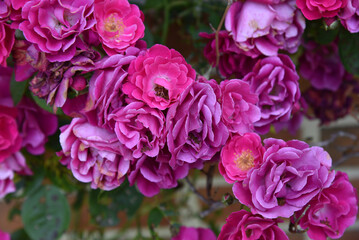 pink and purple flowers