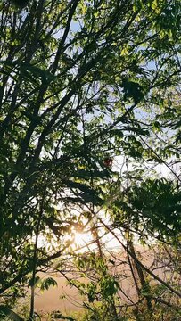 Light peaking through Trees, Sunlight, Sunny Day, Looking Up, Trees, Branches,