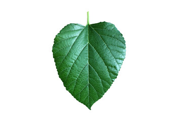 Fototapeta premium Isolated mulberry leaf with clipping paths.