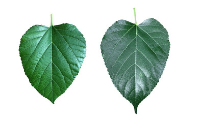 Isolated mulberry leaf with clipping paths.