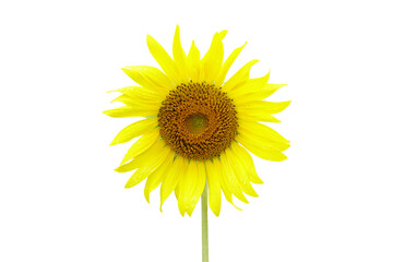 Fototapeta premium sunflowers on a white background