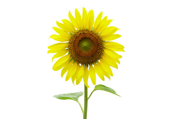Fototapeta premium sunflowers on a white background