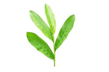 galangal leaves on a white background