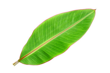 Obraz premium banana leaves on a white background