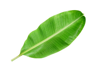 Fototapeta premium banana leaves on a white background