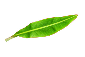 banana leaves on a white background