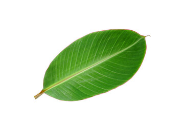 banana leaves on a white background