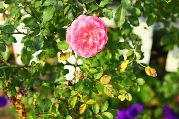 Pink wild rose in nature outdoors Florida USA