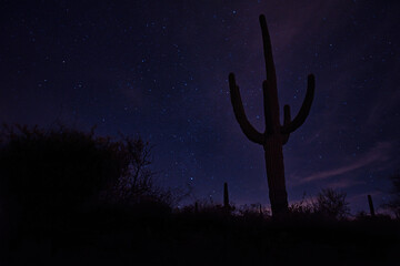 Arizona saguaro cactus silhouetted against night sky 