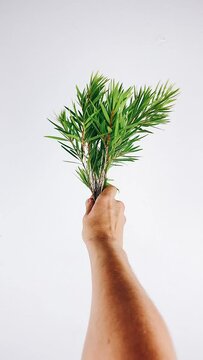 Person Holding Green Plant