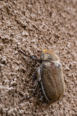 beetle on a wall