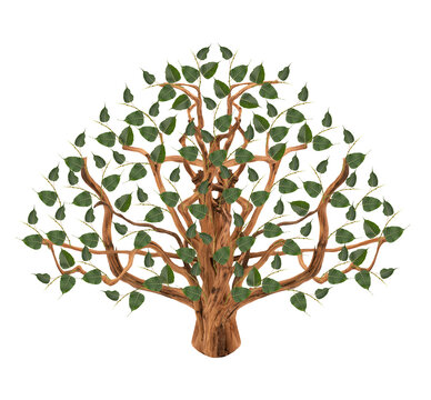 Ficus religiosa tree isolated on white background with clipping path.