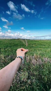 Person Holding Tall Grass, Wheat, Wheat Grass, Person Holding Wheat In A Field, A Wide Field, Hand,Arm