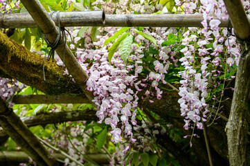 Pale purple wisteria flowers blooming in a Japanese garden, vines supported by a wood arbor
