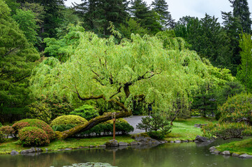 Weeping willow tree leaning over a pond and supported by a post, peaceful Japanese garden
