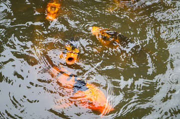 Large, colorful, orange and black koi in an outdoor pond, searching for food
