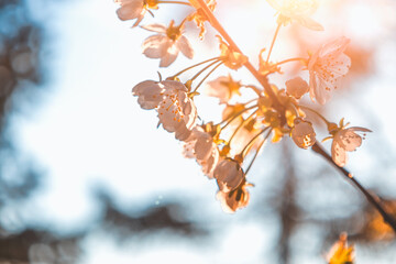 beautiful flowers on a cherry tree, flowers close-up, spring