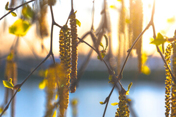 Green branches of birches against the blue sky, spring background, blooming birch