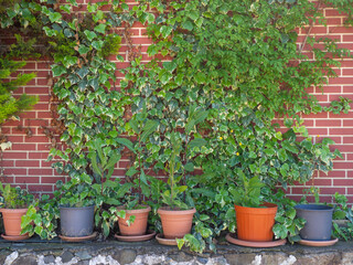 Pots and plants on the background of the wall. Red wall and ivy. Growing  flowers