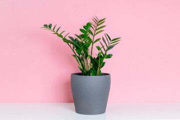 Potted plant zamioculcas on white shelf at pink background.