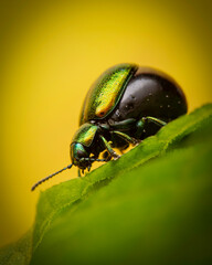 pearlescent creature in the morning sunlight
