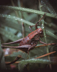 grasshopper perched on a stalk in the morning dew