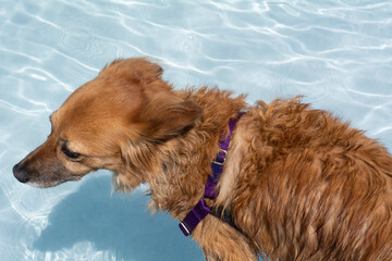 Wet mixed breed brown dog in purple harness at edge of swimming pool hesitant to jump in again - Powered by Adobe