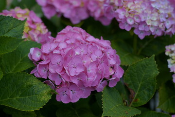 Hope you enjoy this beautiful spring season