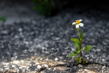 Single flower growing out of asphalt crack