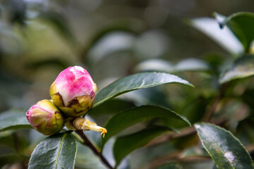 Pink rose bud