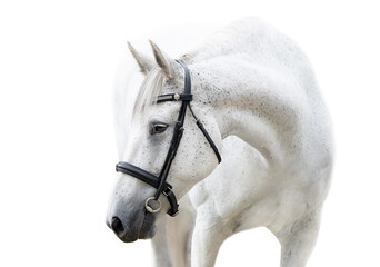 white horse wearing bridle portrait isolated on white - obrazy, fototapety, plakaty