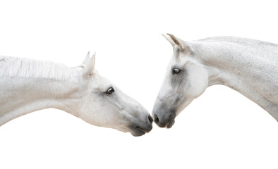 horses kissing isolated on white