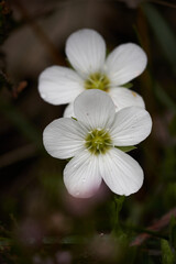 colores de primavera