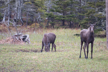 Obraz na płótnie Canvas A pair of moose during a rain storm in newfoundland foraging for food