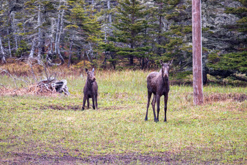 Fototapeta na wymiar A pair of moose during a rain storm in newfoundland foraging for food